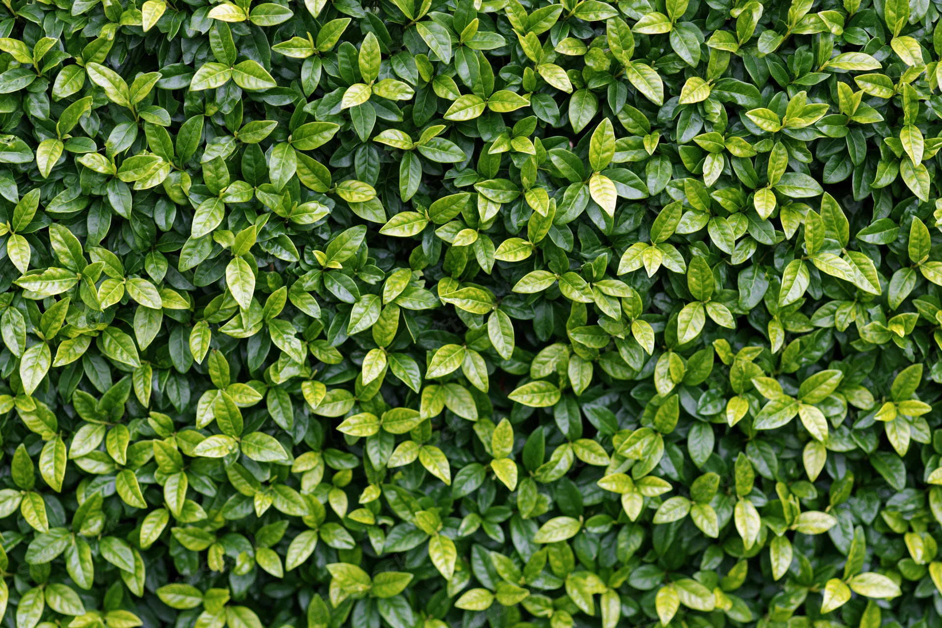 Dense green foliage covering a wall as a natural texture