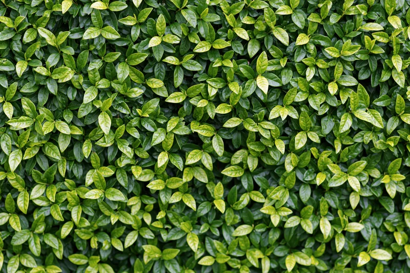 Dense green foliage covering a wall as a natural texture