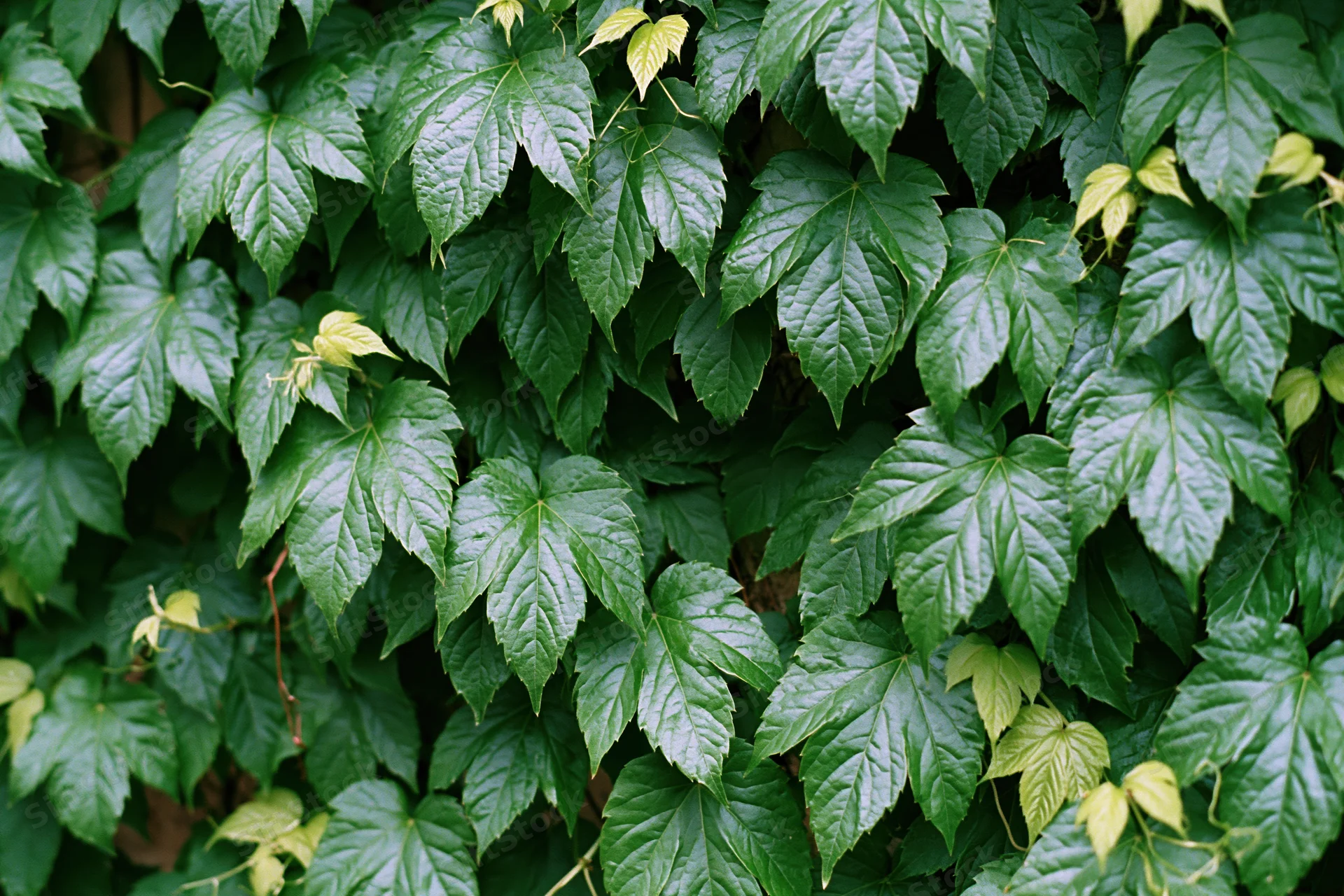 Dense wall of wild ivy leaves covering a surface outdoors