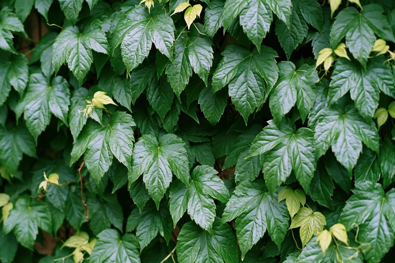 Dense wall of wild ivy leaves covering a surface outdoors