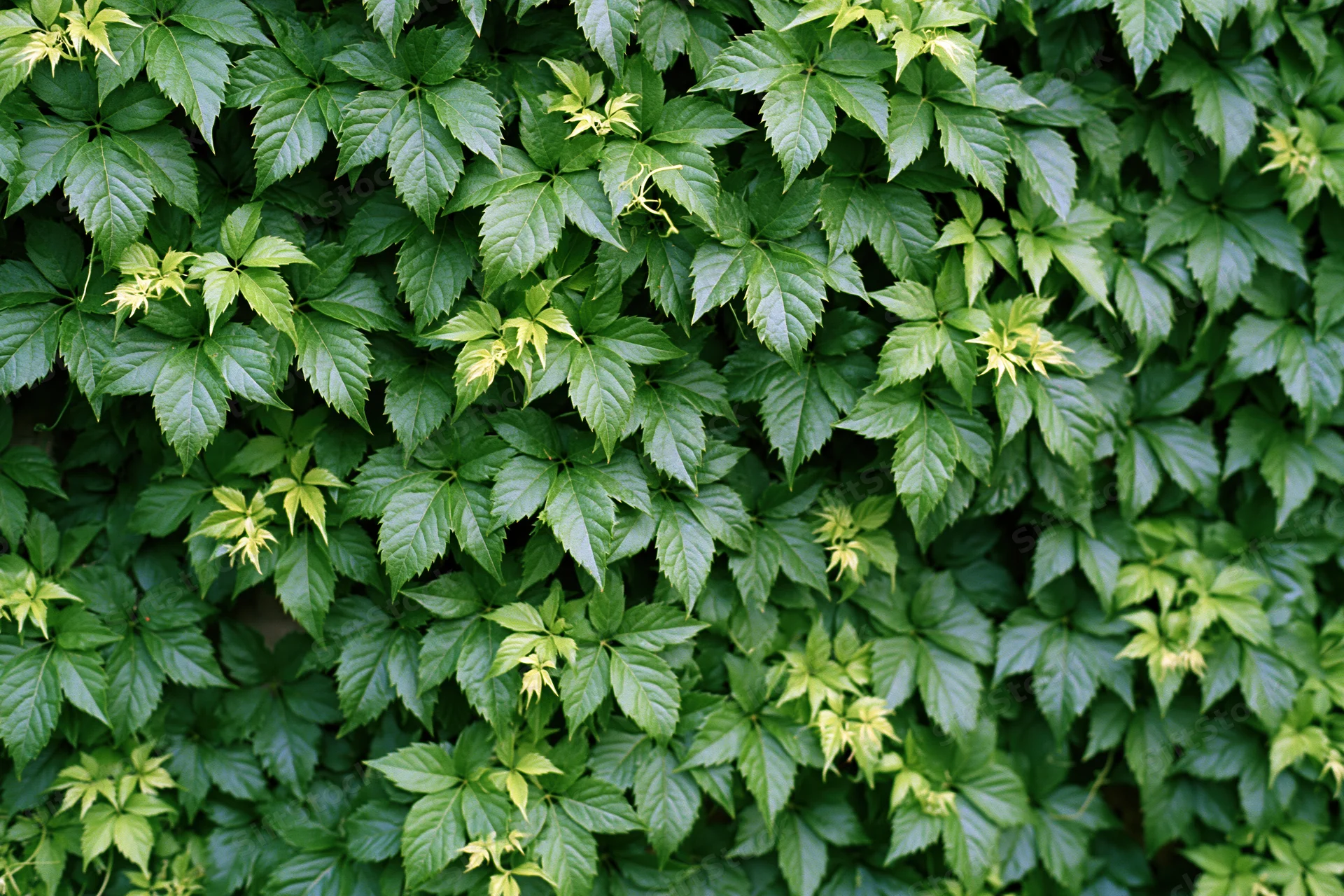Dense wall of wild ivy leaves covering a surface outdoors