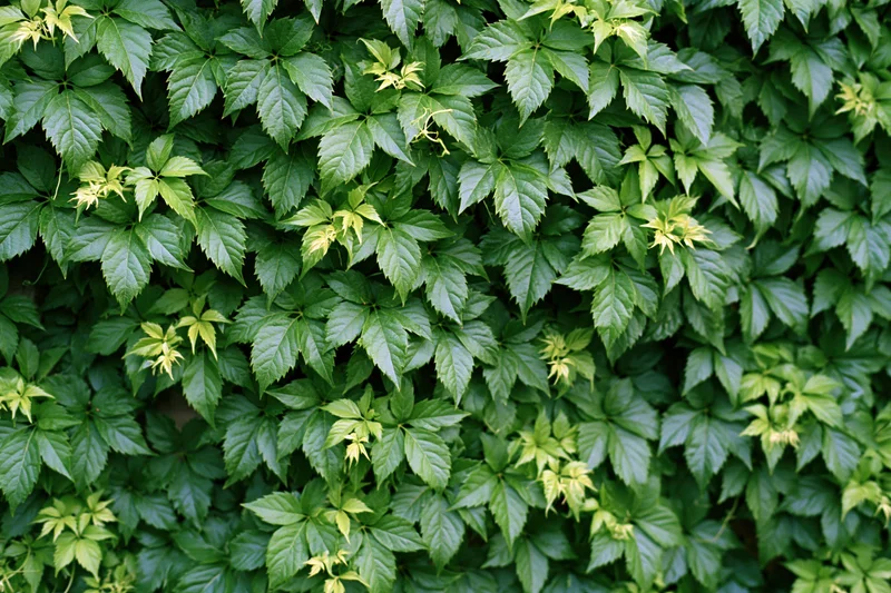 Dense wall of wild ivy leaves covering a surface outdoors