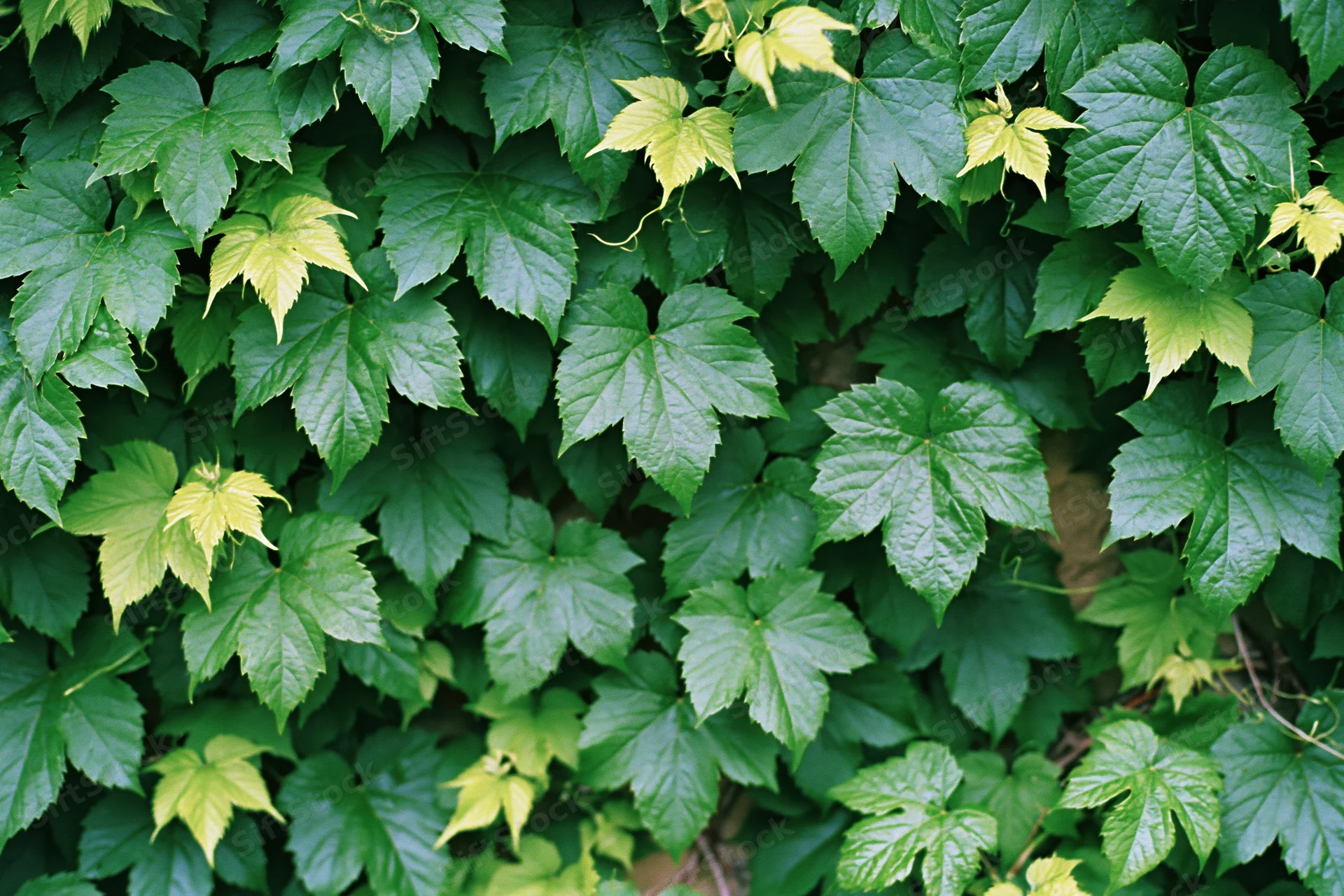 Dense wall of wild ivy leaves covering a surface in a natural outdoor setting