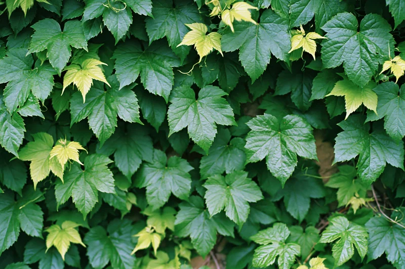 Dense wall of wild ivy leaves covering a surface in a natural outdoor setting