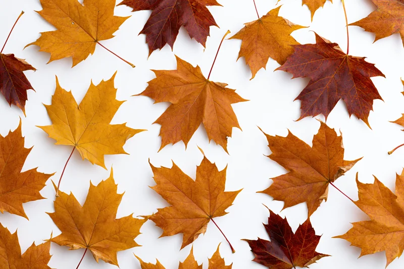 Scattered autumn maple leaves on white background