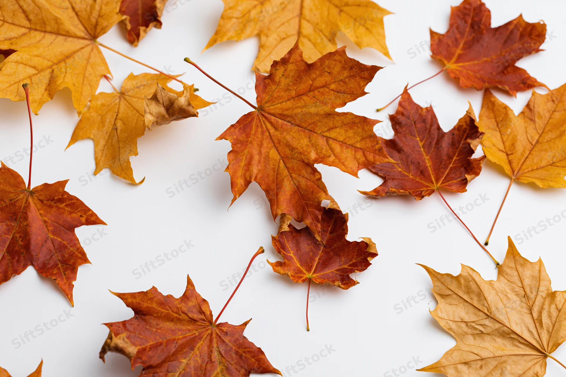 Dried maple leaves scattered on white surface in autumn arrangement