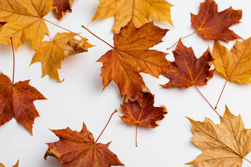 Dried maple leaves scattered on white surface in autumn arrangement