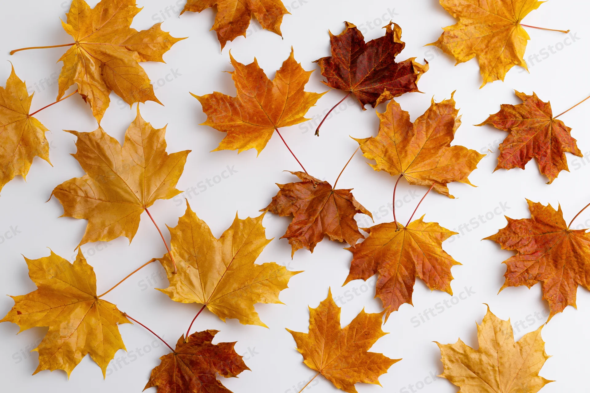 Dried maple leaves scattered on white surface in autumn arrangement