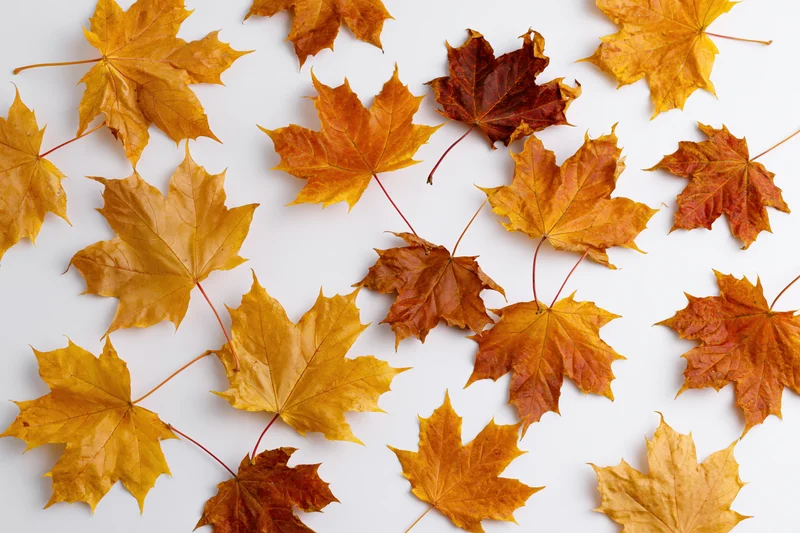 Dried maple leaves scattered on white surface in autumn arrangement
