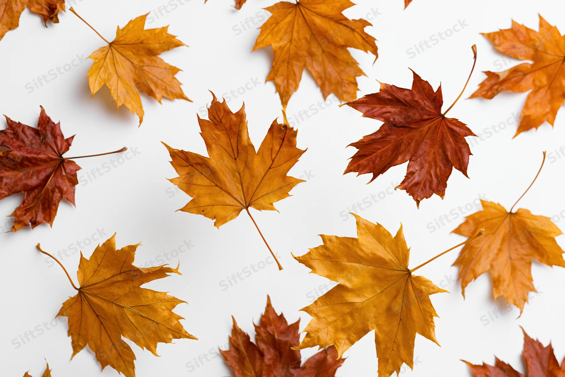 Scattered maple leaves in autumn colors on white background