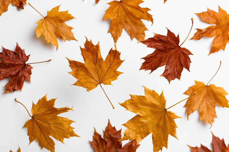 Scattered maple leaves in autumn colors on white background