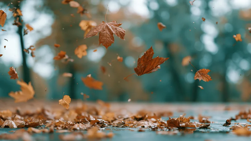 Dry maple leaves swirling and falling mid-air over a wet pavement in a park