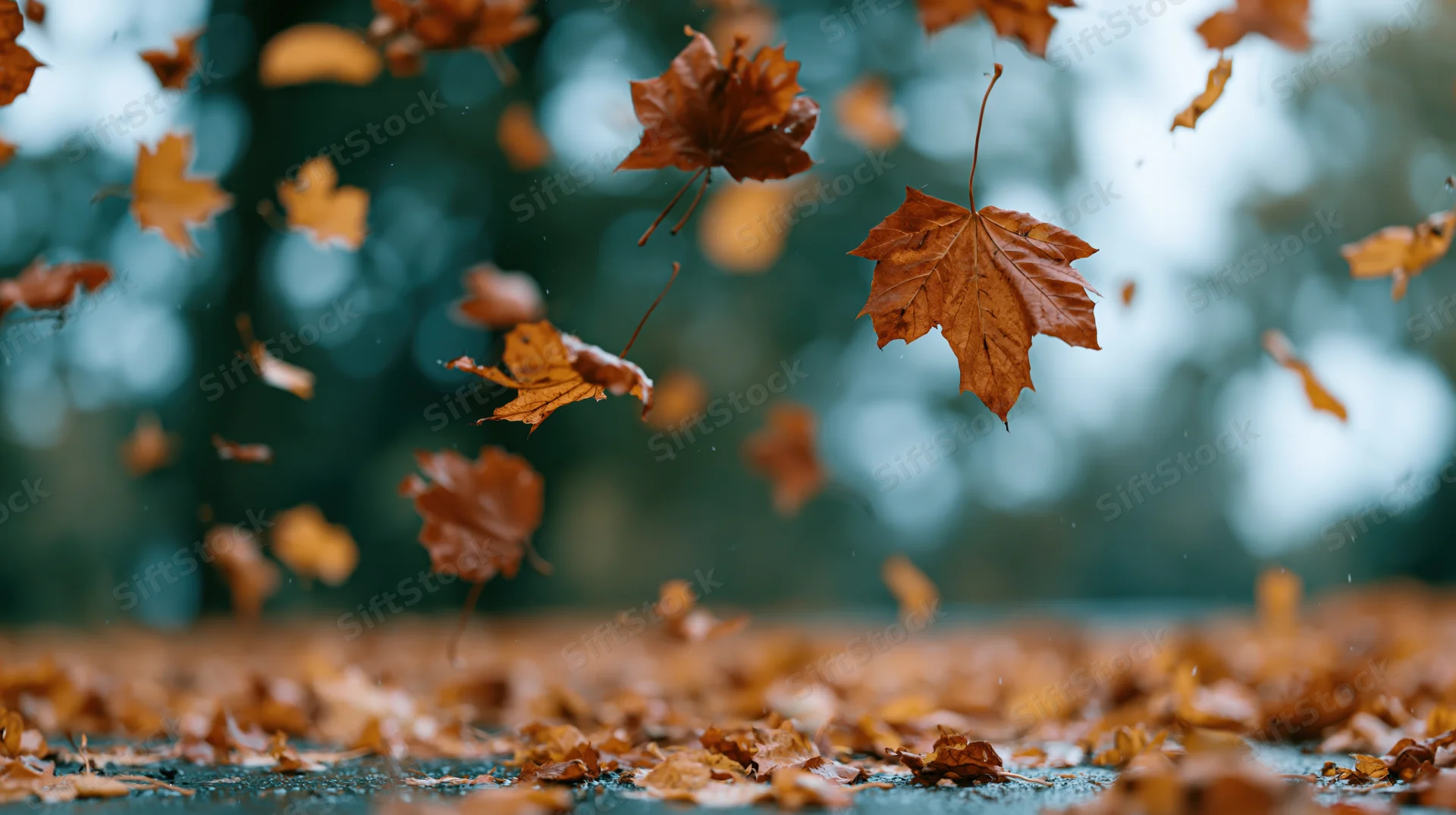 Dry maple leaves swirling and falling mid-air over a pavement covered in fallen foliage in an autumn forest setting