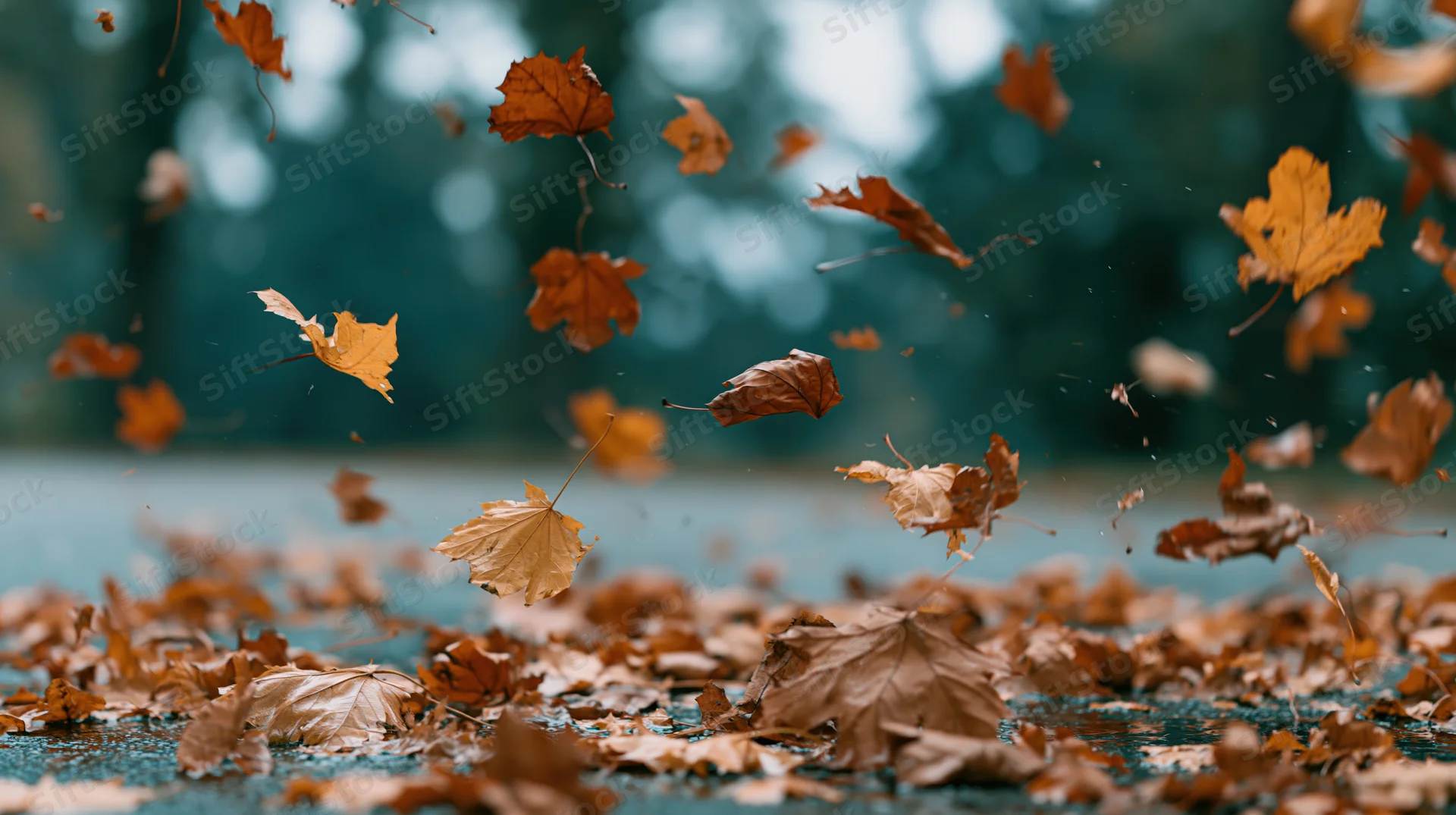 Dry autumn maple leaves swirling and falling mid-air over wet pavement in a forest setting