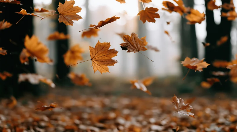 Dry maple leaves falling midair in a forest clearing with sunlight filtering through trees