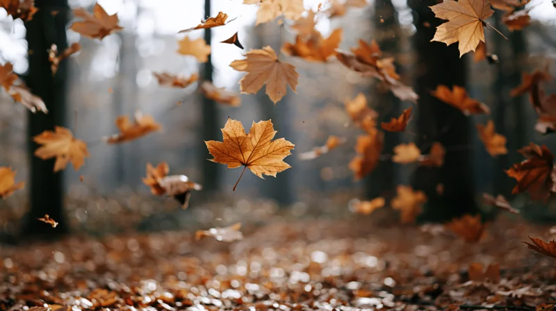 Dry maple leaves falling through a forest clearing in autumn