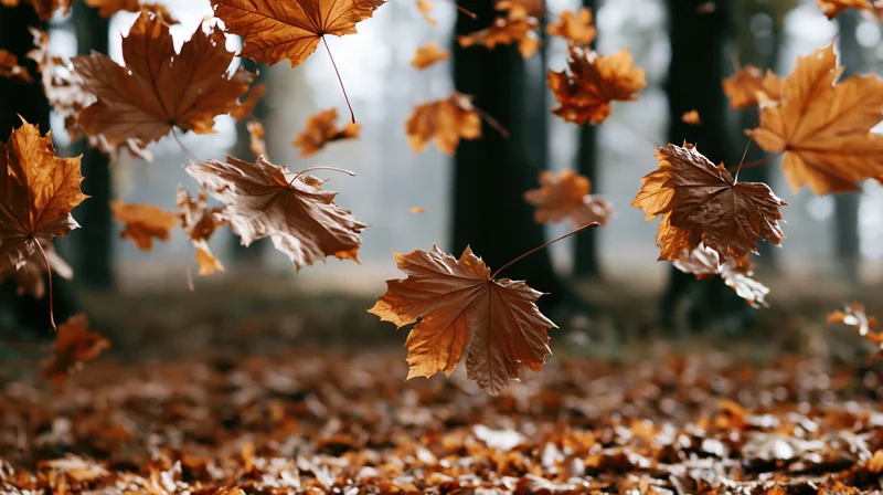 Dry maple leaves falling through a forest clearing onto a carpet of fallen foliage