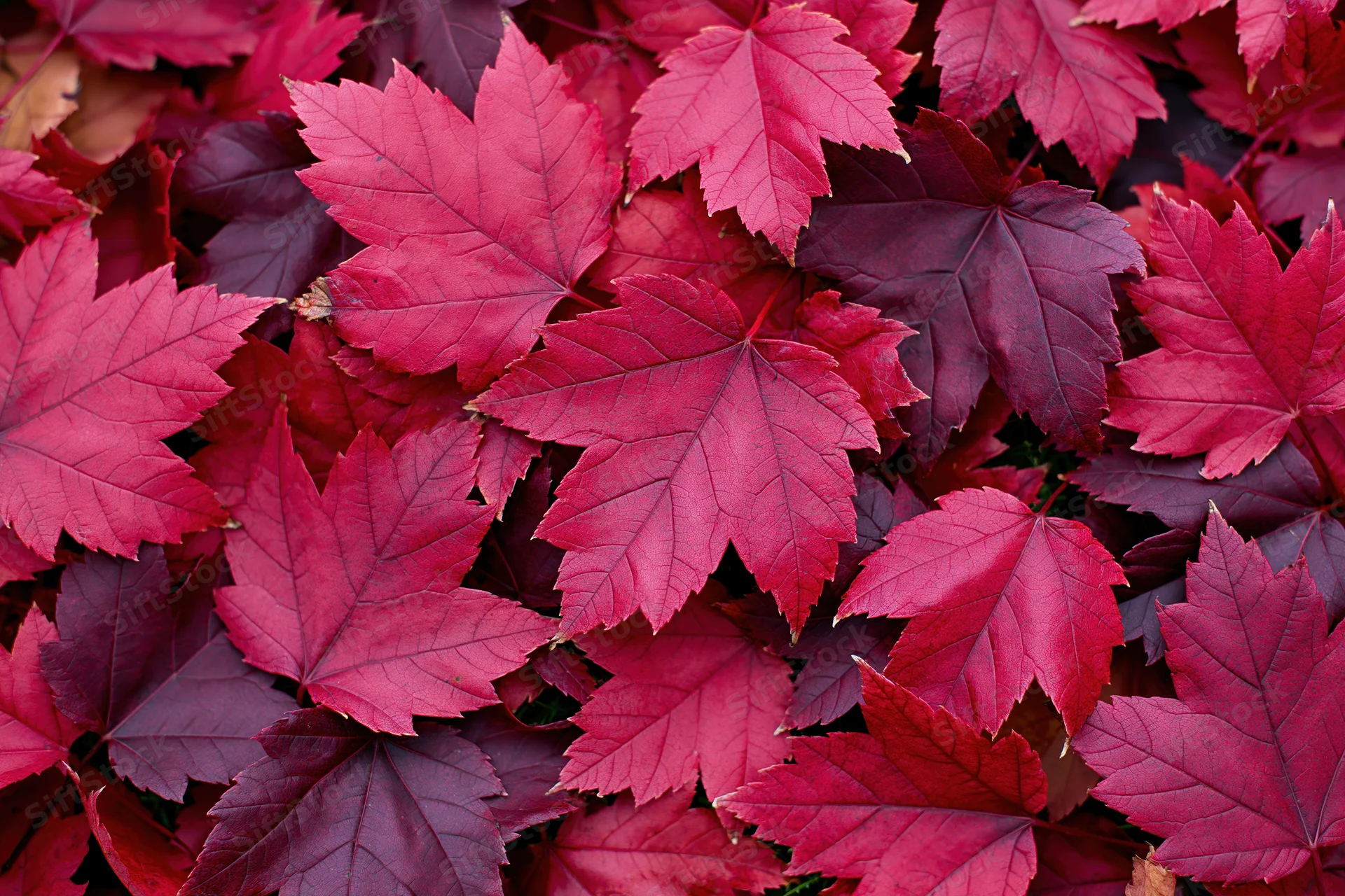 Red maple leaves scattered across the ground in autumn