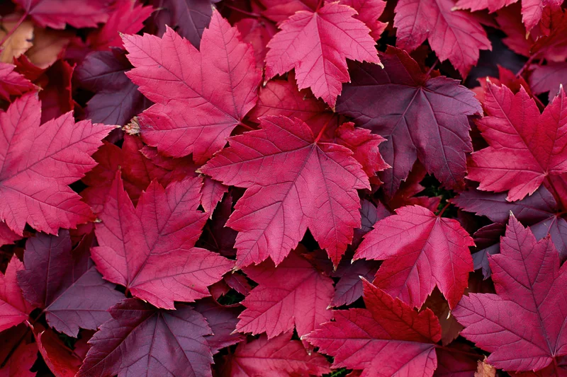 Red maple leaves scattered across the ground in autumn
