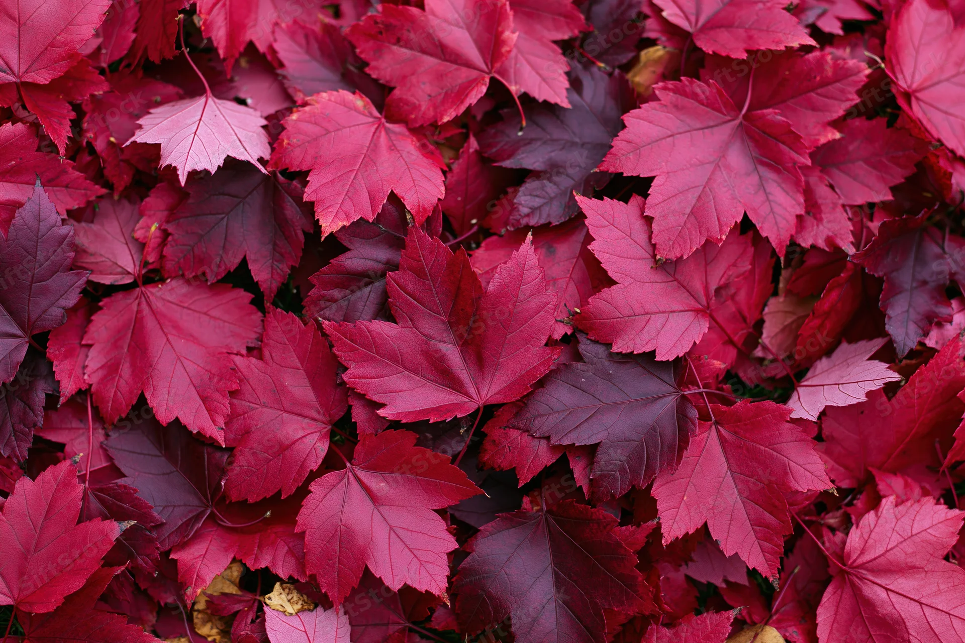 Red maple leaves covering the ground in a dense autumn carpet