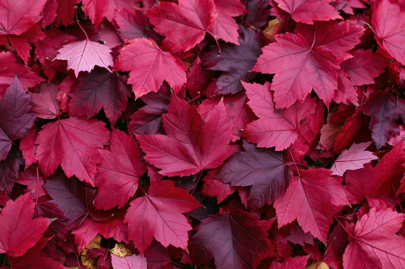 Red maple leaves covering the ground in a dense autumn carpet