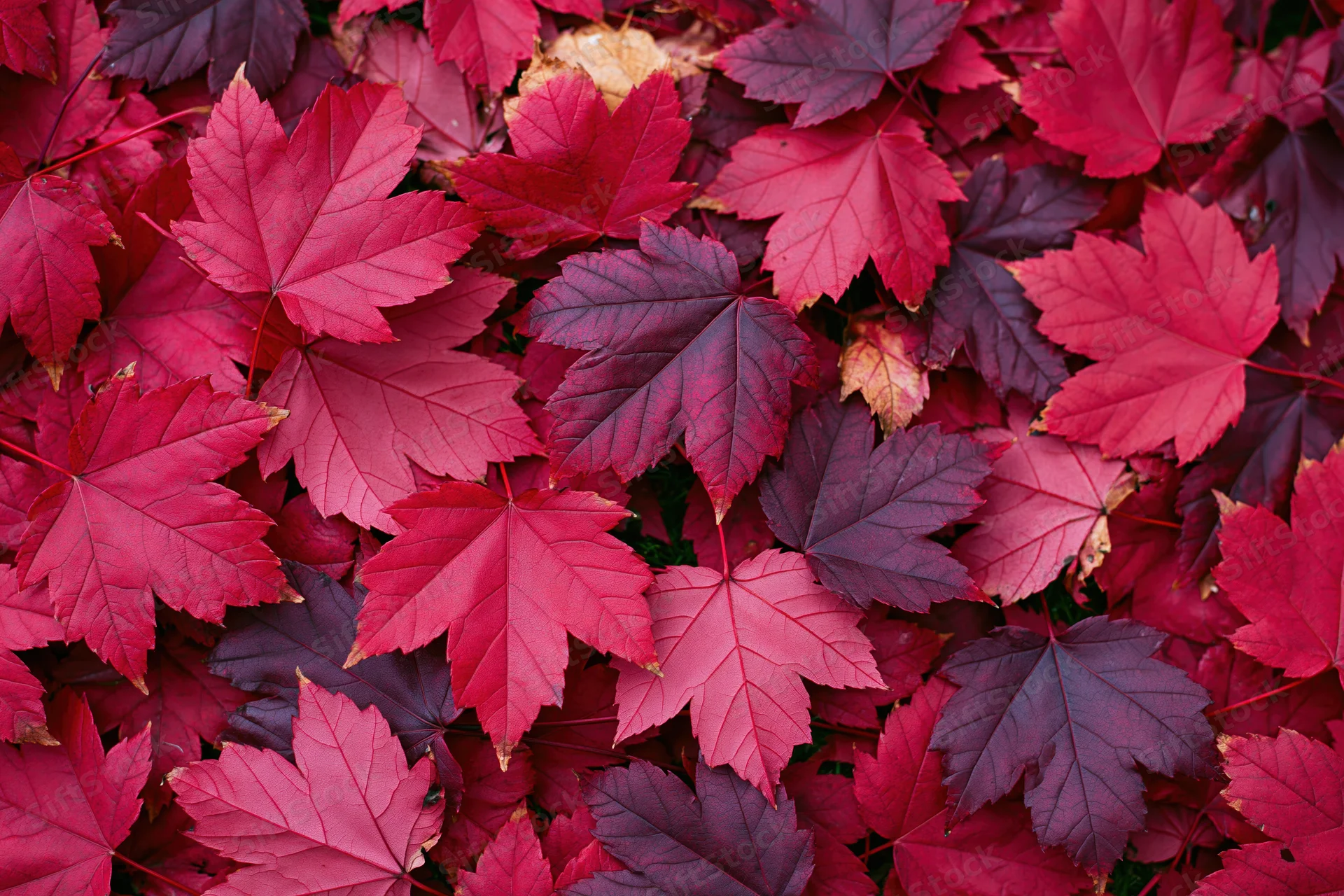 Red maple leaves covering the ground in autumn
