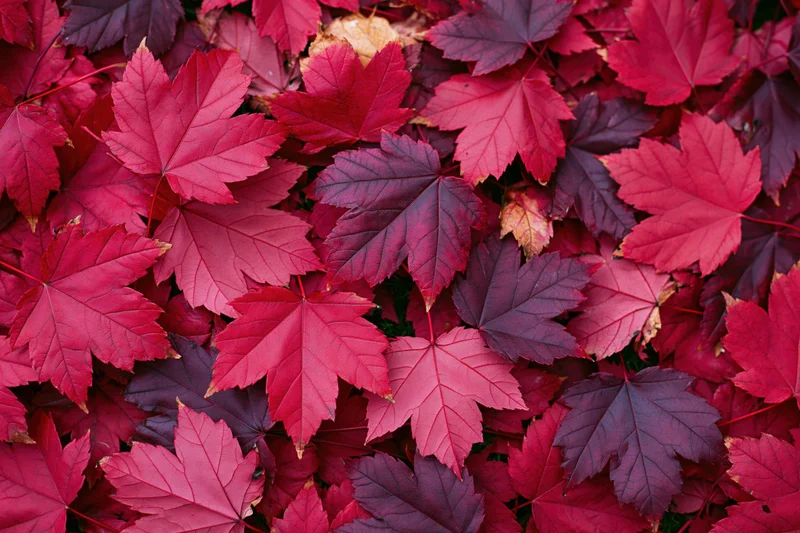 Red maple leaves covering the ground in autumn