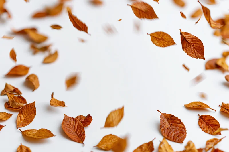 Dried autumn leaves falling and scattered across a white surface with copyspace