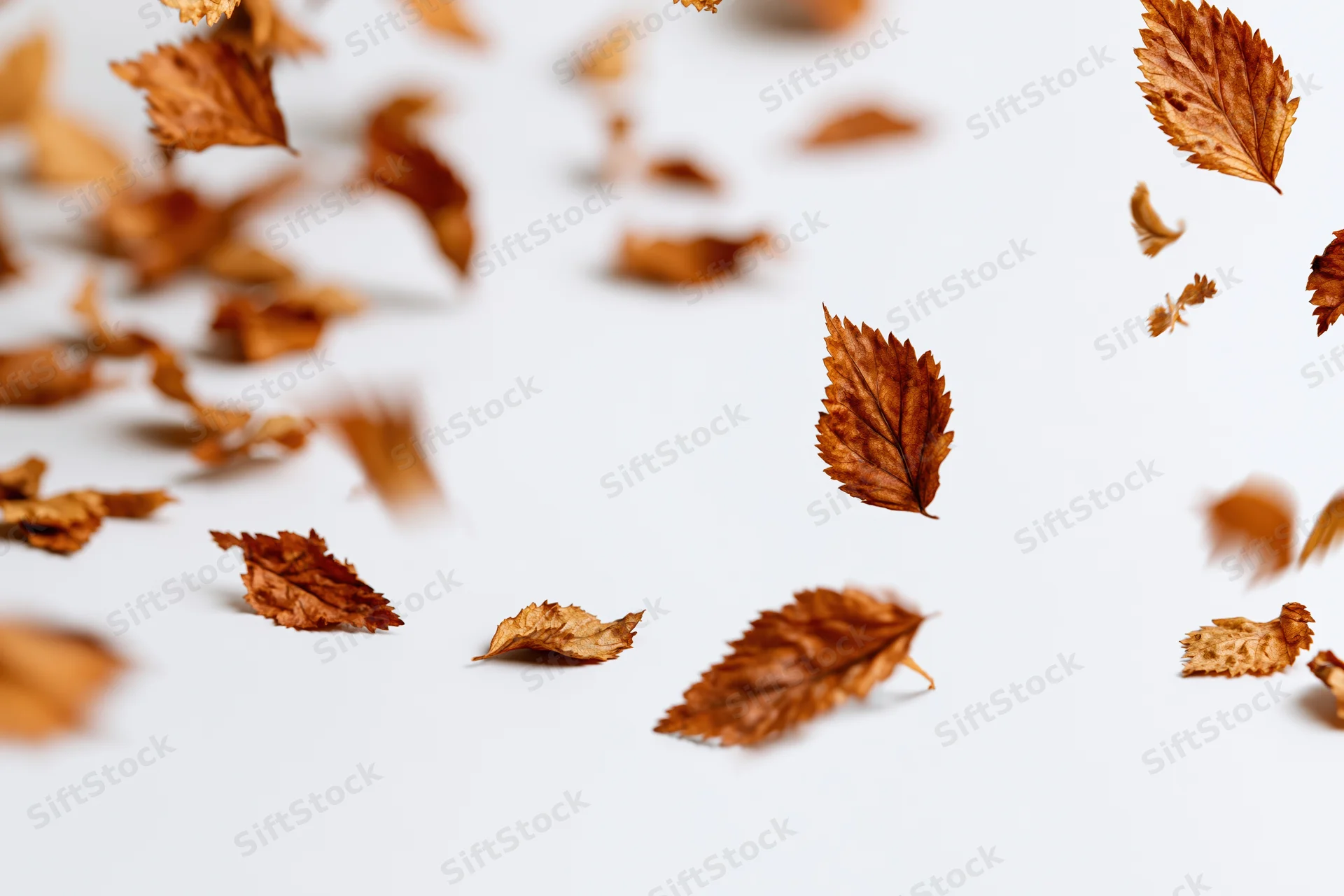 Dried autumn leaves falling and scattered across a white surface