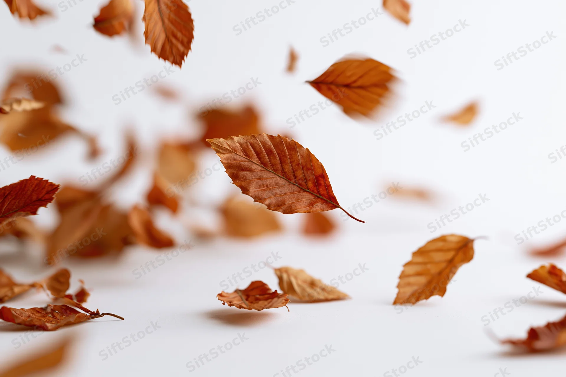 Dried autumn leaves falling and scattered across a white surface