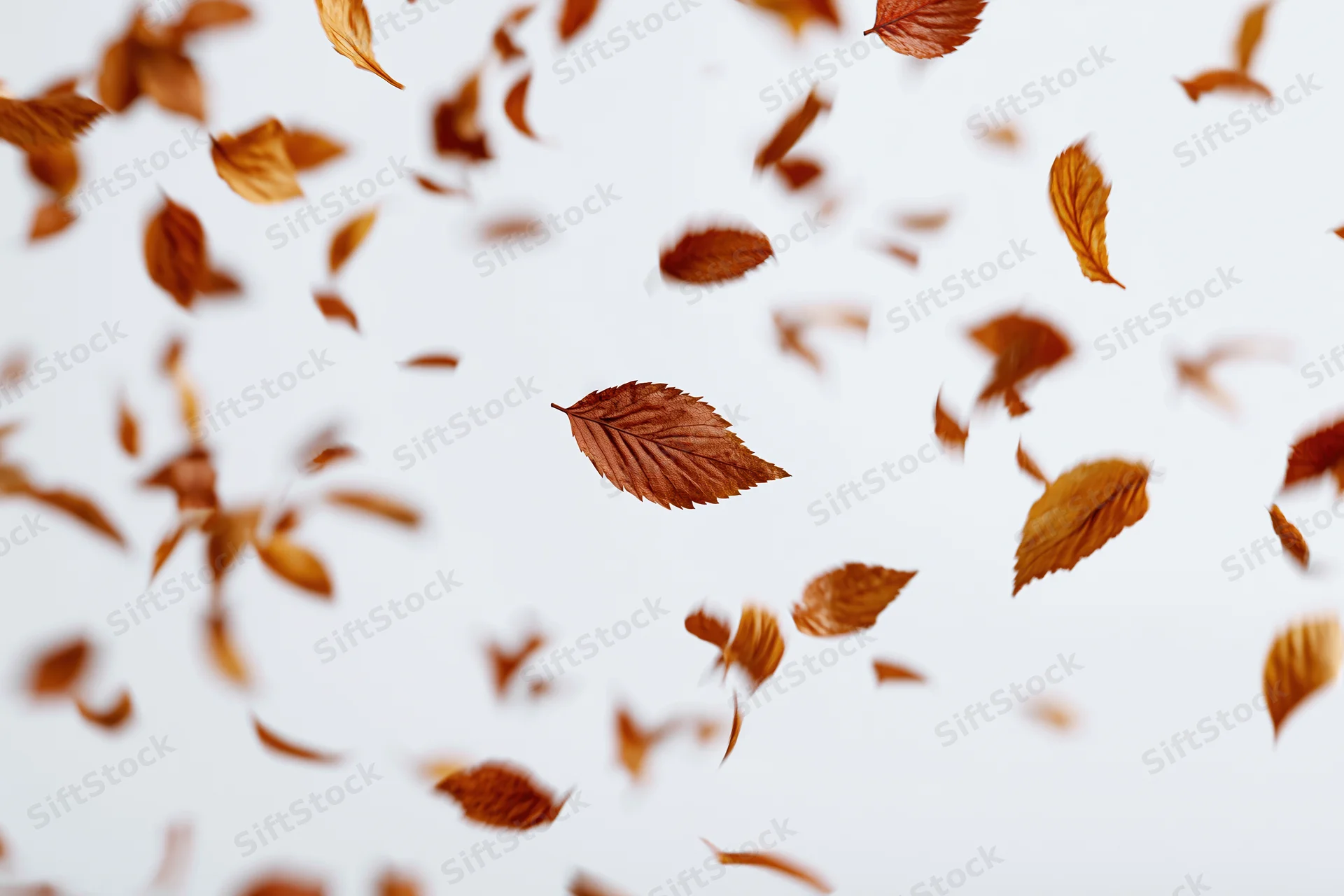 Dried autumn leaves falling through the air against a white background