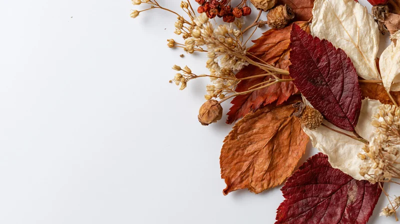 Dried autumn leaves and botanical stems arranged in a flat lay on white background with copyspace