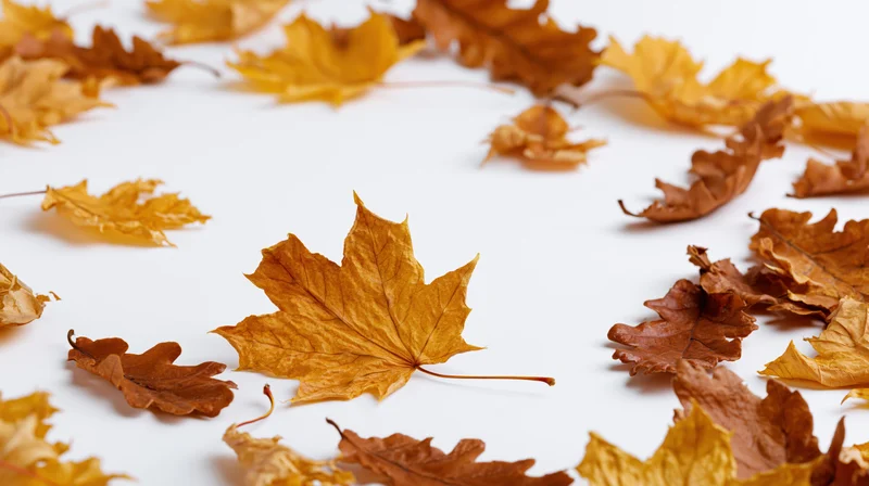 Dried maple and oak leaves scattered on white surface with central focus and surrounding copyspace