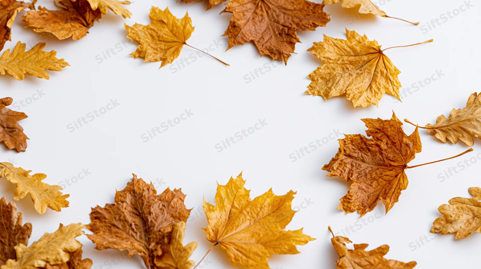 Dried maple and oak leaves arranged in a frame on white background with copyspace