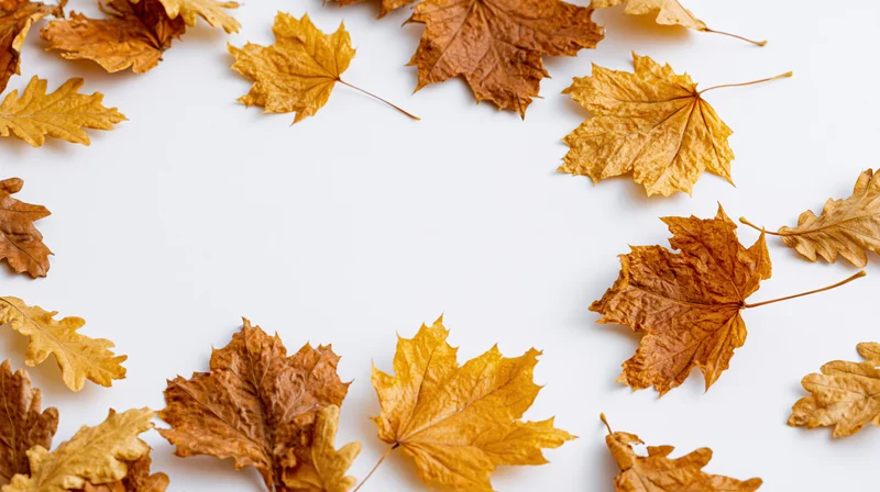 Dried maple and oak leaves arranged in a frame on white background with copyspace