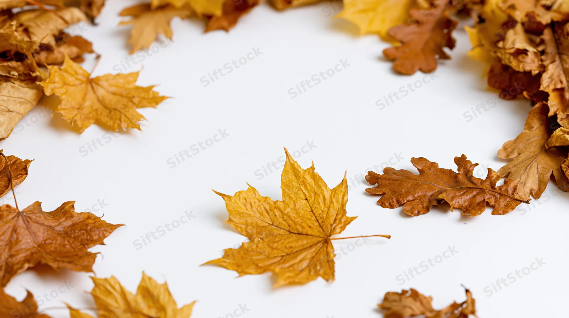 Dried maple and oak leaves arranged in a border on white background with central copyspace