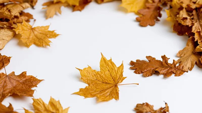 Dried maple and oak leaves arranged in a border on white background with central copyspace