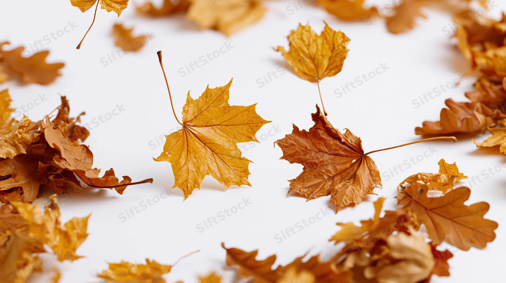 Dried maple and oak leaves scattered on white surface with copyspace