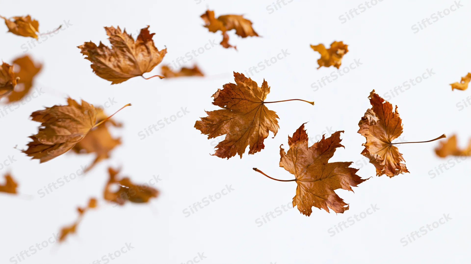 Dried maple leaves swirling midair against white background