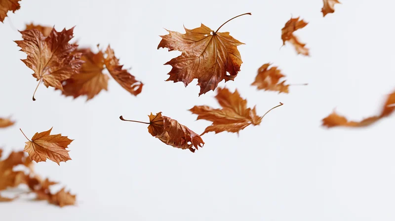 Dried maple leaves swirling midair against white background