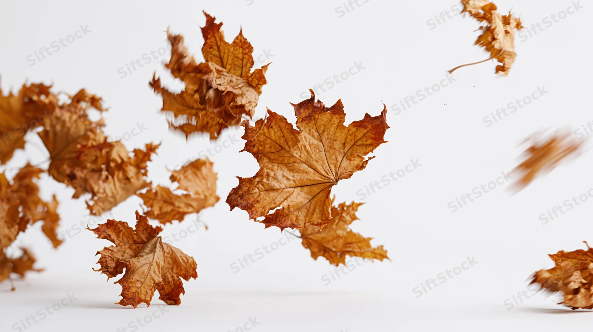 Dried maple leaves swirling midair against a white background