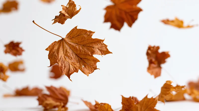 Dried maple leaves swirling in mid-air against a white background