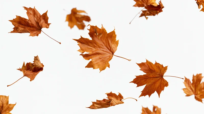 Dried maple leaves swirling in mid-air against a white background