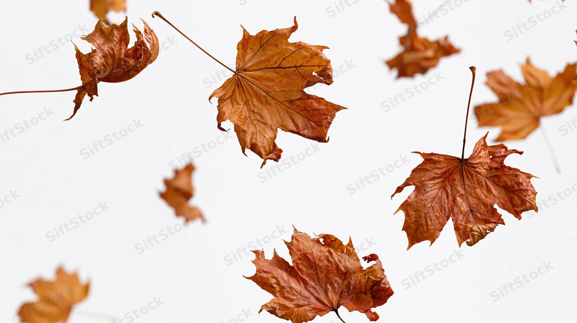 Dried maple leaves swirling in mid-air against a white background