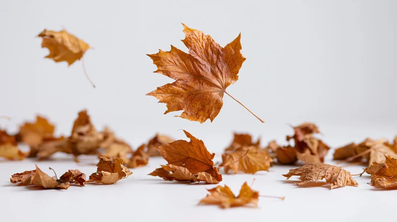 Dried maple leaves falling and scattered on a white surface