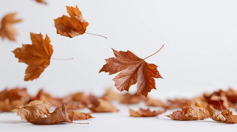 Dried maple leaves falling and scattered on a white surface