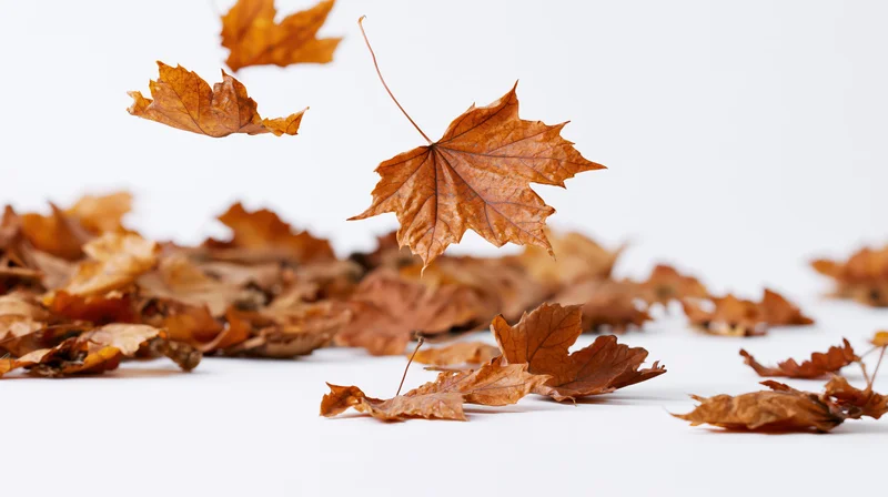 Dried maple leaves falling and scattered on a white surface