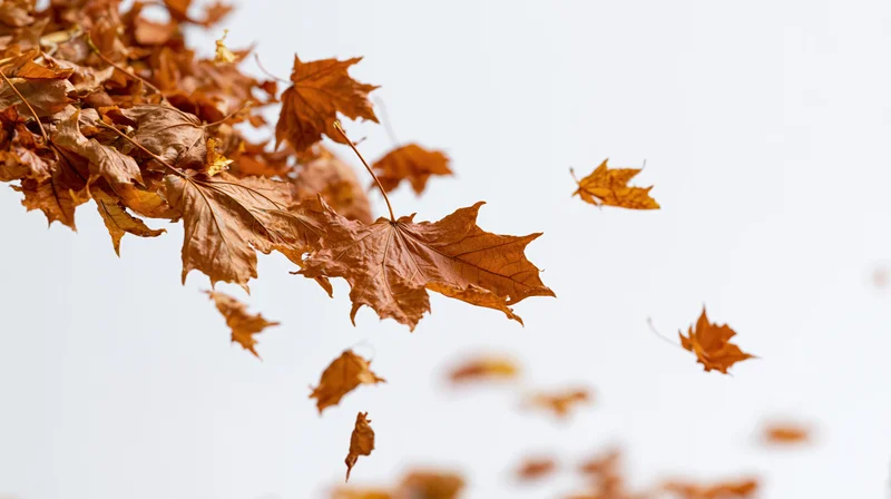 Dried maple leaves falling from a branch against a white sky with copyspace