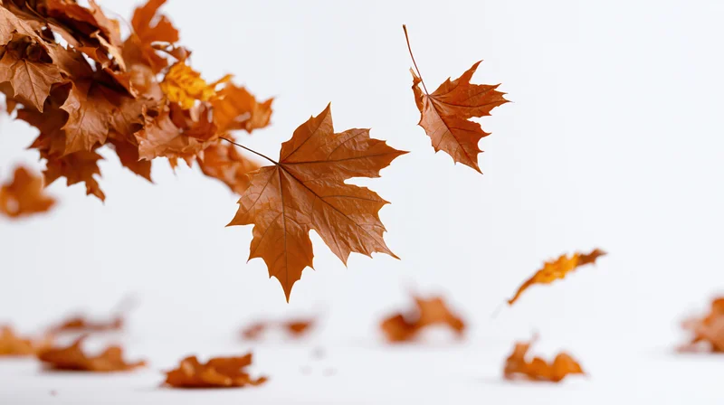 Dried maple leaves falling mid-air against white background with copyspace