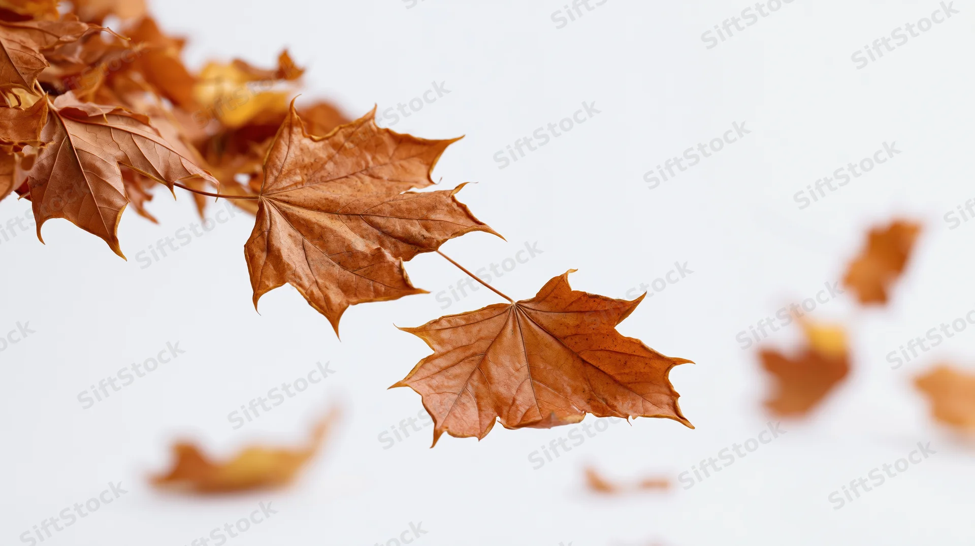 Dried maple leaves falling mid-air against white background with copyspace